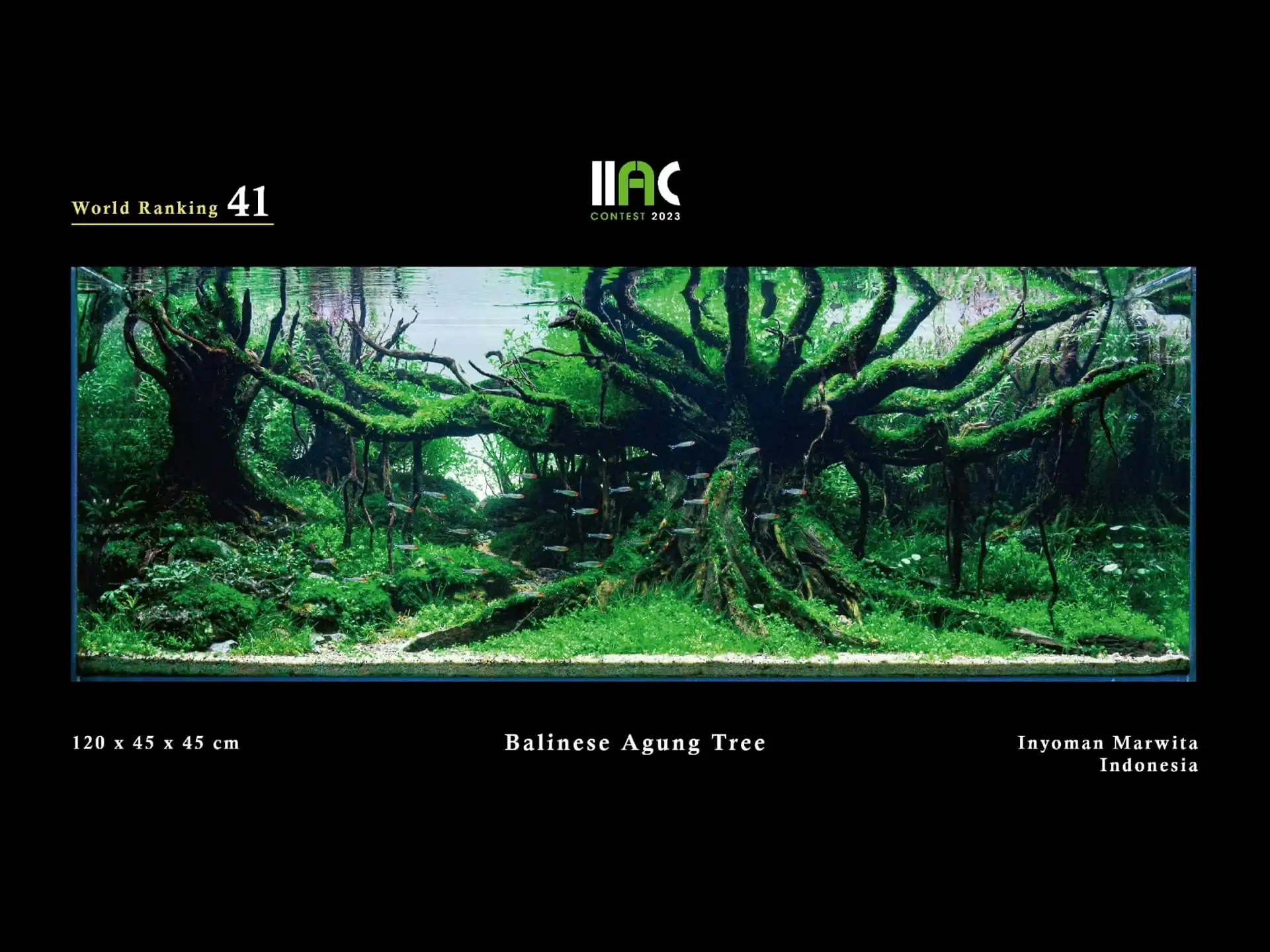 Balinese Agung Tree - IIAC 2023 #41 Inyoman Marwita / Indonesia